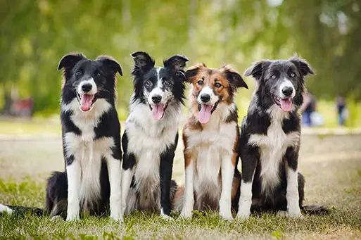 Border Collie Dogs