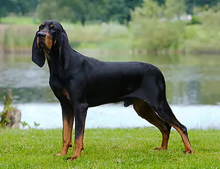 American Black and Tan Coonhound dogs