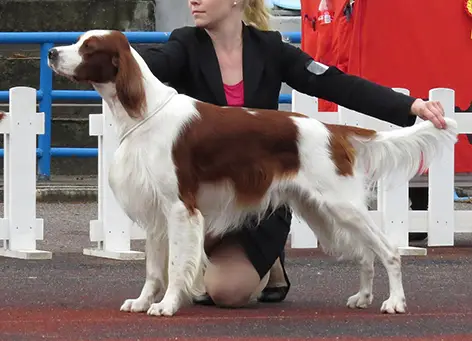 Irish Red and White Setter dogs