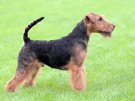 Welsh Terrier Dogs
